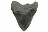 Fossil Megalodon Tooth - South Carolina #362429-1